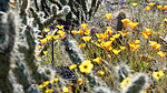 photo thumbnail #15