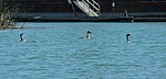 2020-03-30 :3: Looking for Lost Lake :: azbackpackr