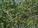 2020-04-01 :: Cave Creek & Go John Canyon :: LosDosSloFolks