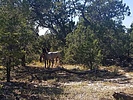 recent photo