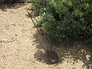 photo thumbnail #14