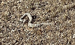 photo thumbnail #11