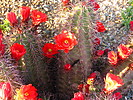 photo thumbnail #5