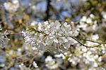 photo thumbnail #15