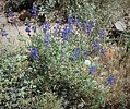 2020-04-03 :2: Gateway Loop Trail - MSP :: tibber