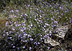 2020-04-03 :2: Gateway Loop Trail - MSP :: tibber