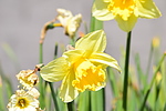 photo thumbnail #14