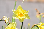 photo thumbnail #15