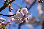 photo thumbnail #12