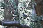 photo thumbnail #11