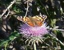 photo thumbnail #9