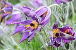photo thumbnail #13