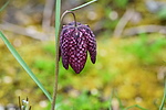photo thumbnail #15