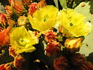 photo thumbnail #11