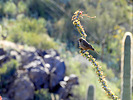 photo thumbnail #10