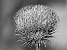 photo thumbnail #14