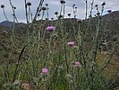 photo thumbnail #13