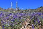 photo thumbnail #5