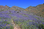 photo thumbnail #6