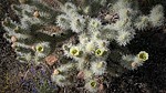 2020-04-13 :3: Dixie Mountain Loop with Owls :: tibber