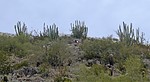 2020-04-18 :1: Phoenix Mountain Preserve North :: tibber