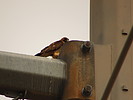 photo thumbnail #8