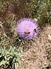 photo thumbnail #9