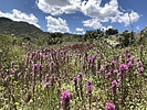 photo thumbnail #11