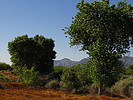photo thumbnail #14