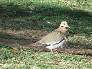 2020-04-25 :: Rio Vista Park :: rrshort