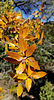 2020-04-25 :1: Charcoal Gulch Trail #9419 :: joebartels