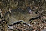 2020-04-27 :2: Bulldog Canyon via FR3554 :: gummo