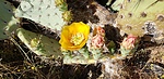photo thumbnail #2