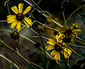 2020-05-01 :: Arizona Flowers & Trees :: roaminghiker