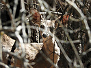 photo thumbnail #14