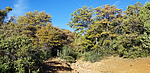 2020-05-02 :1: Red Mountain Trail #43 - Prescott NF :: joebartels