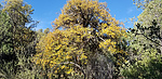 2020-05-02 :1: Red Mountain Trail #43 - Prescott NF :: joebartels