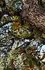 2020-05-02 :1: Red Mountain Trail #43 - Prescott NF :: joebartels
