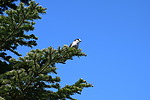 photo thumbnail #12