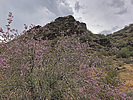 2020-05-10 :1: Geronimo Trail - South Mountain :: johnlp