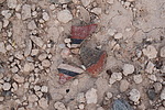 photo thumbnail #13
