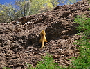 photo thumbnail #5