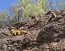 photo thumbnail #9