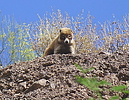 photo thumbnail #11