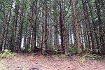 photo thumbnail #7