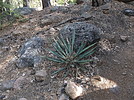 photo thumbnail #6