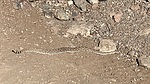 photo thumbnail #6