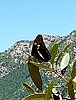 photo thumbnail #10