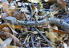 photo thumbnail #13
