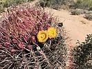 photo thumbnail #4